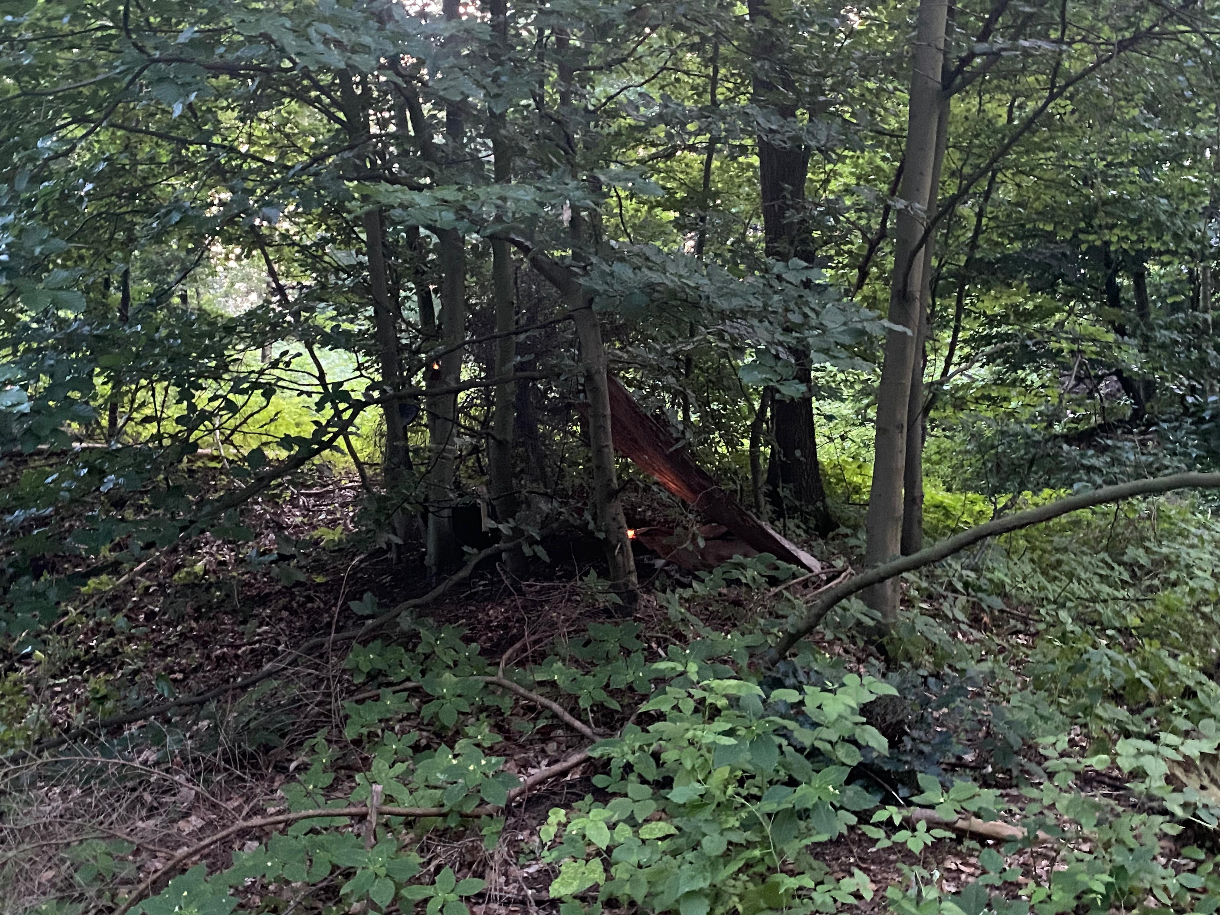 Foto: Stimmungsbild Waldläufer